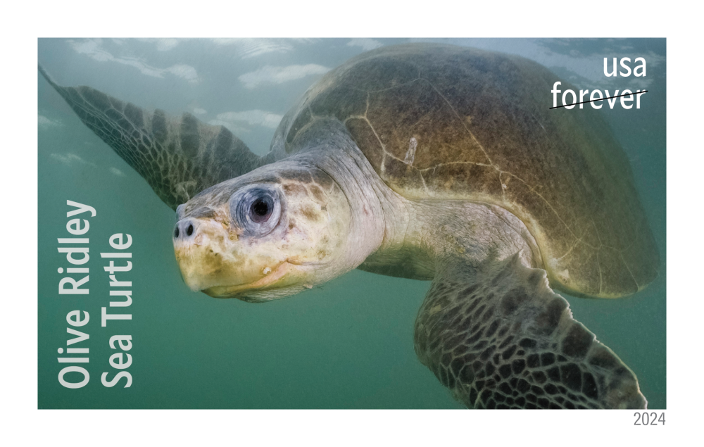 2024 Protect Sea Turtles Stamps - Forever Stamps
